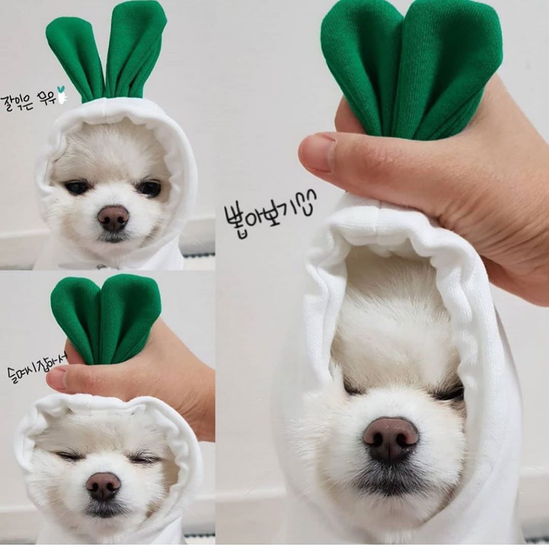 Cute Fruit Dog Clothes For Small Dogs Hoodies Winter Warm Fleece Pet Clothing Puppy Cat Costume Coat For French Chihuahua Outfit - X2-Shopping