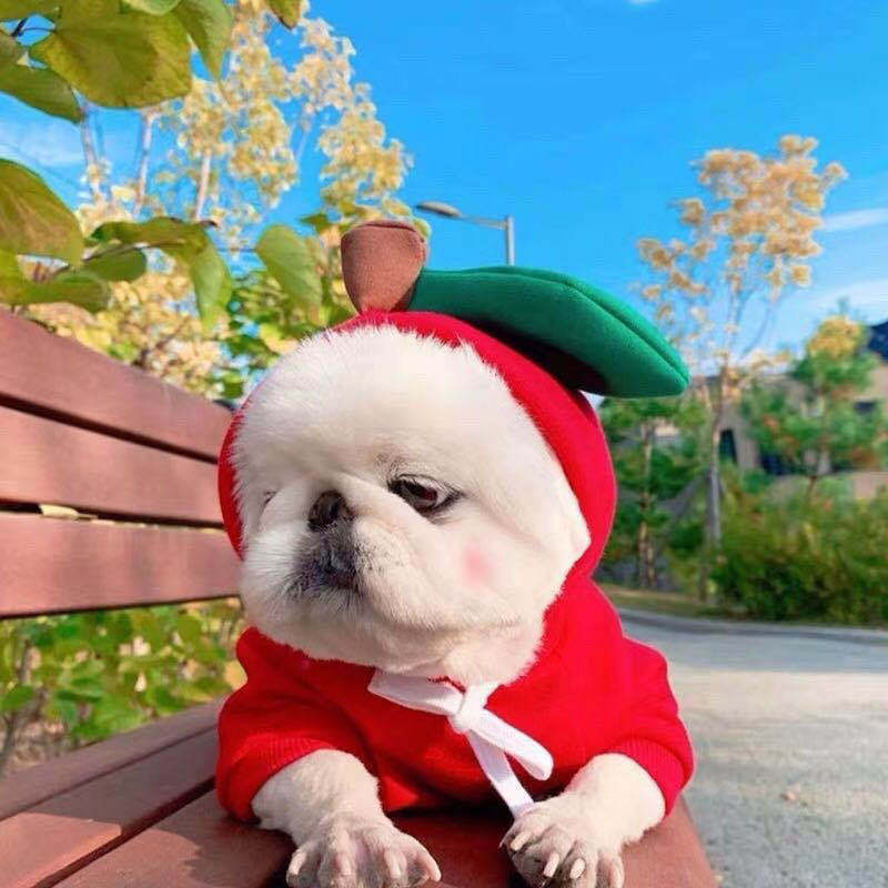 Cute Fruit Dog Clothes For Small Dogs Hoodies Winter Warm Fleece Pet Clothing Puppy Cat Costume Coat For French Chihuahua Outfit - X2-Shopping