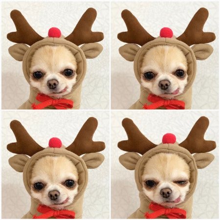 Cute Fruit Dog Clothes For Small Dogs Hoodies Winter Warm Fleece Pet Clothing Puppy Cat Costume Coat For French Chihuahua Outfit - X2-Shopping