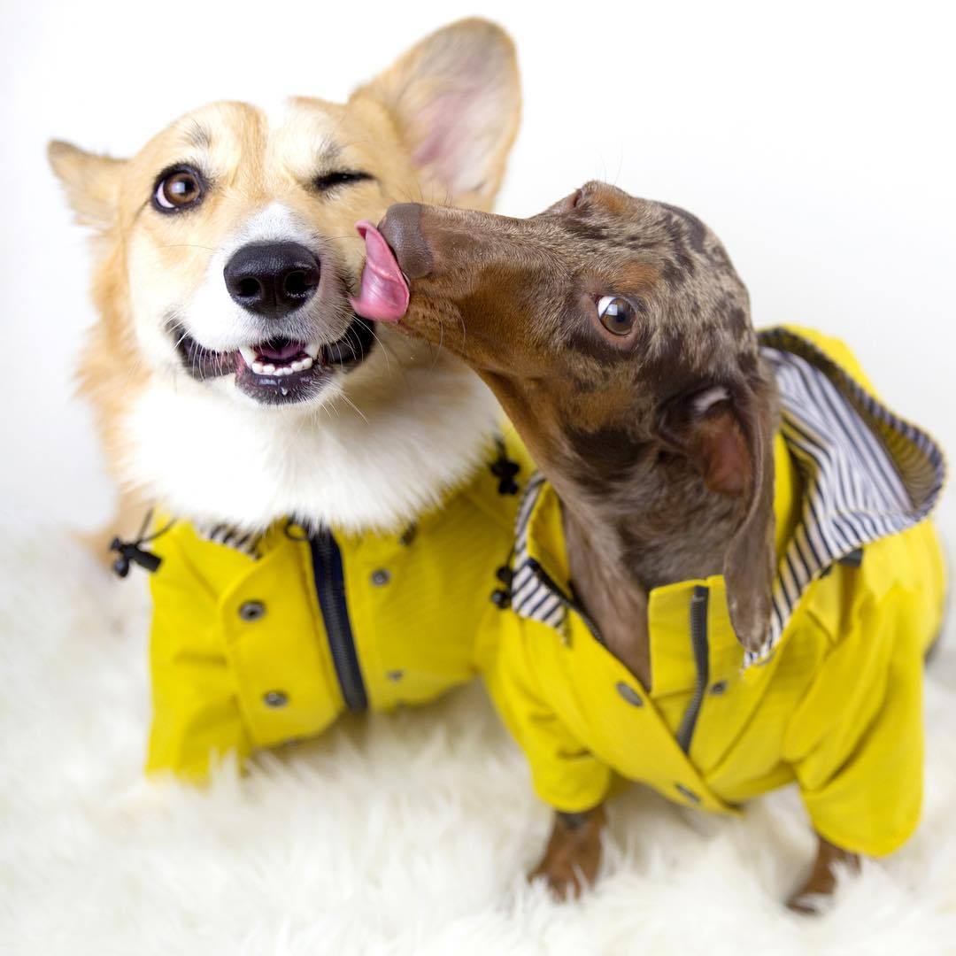 Dog Raincoat Pet Clothes Dog Clothes Rain Water - X2-Shopping