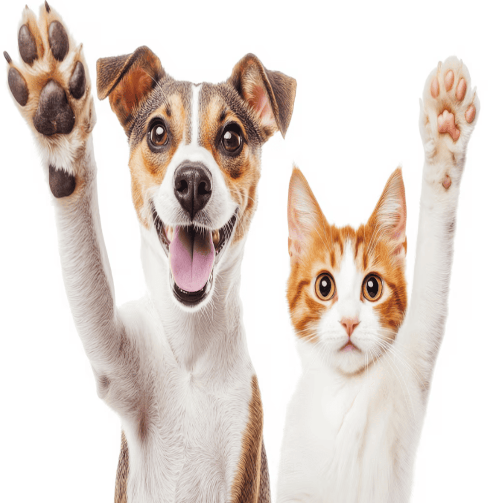 Pet Supplies