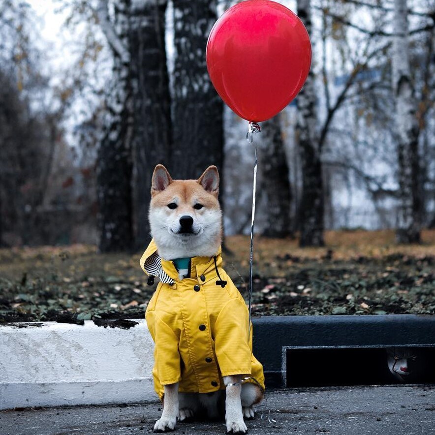 Dog Raincoat Pet Clothes Dog Clothes Rain Water - X2-Shopping