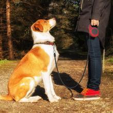 Pet Automatic Telescopic Traction Rope - X2-Shopping