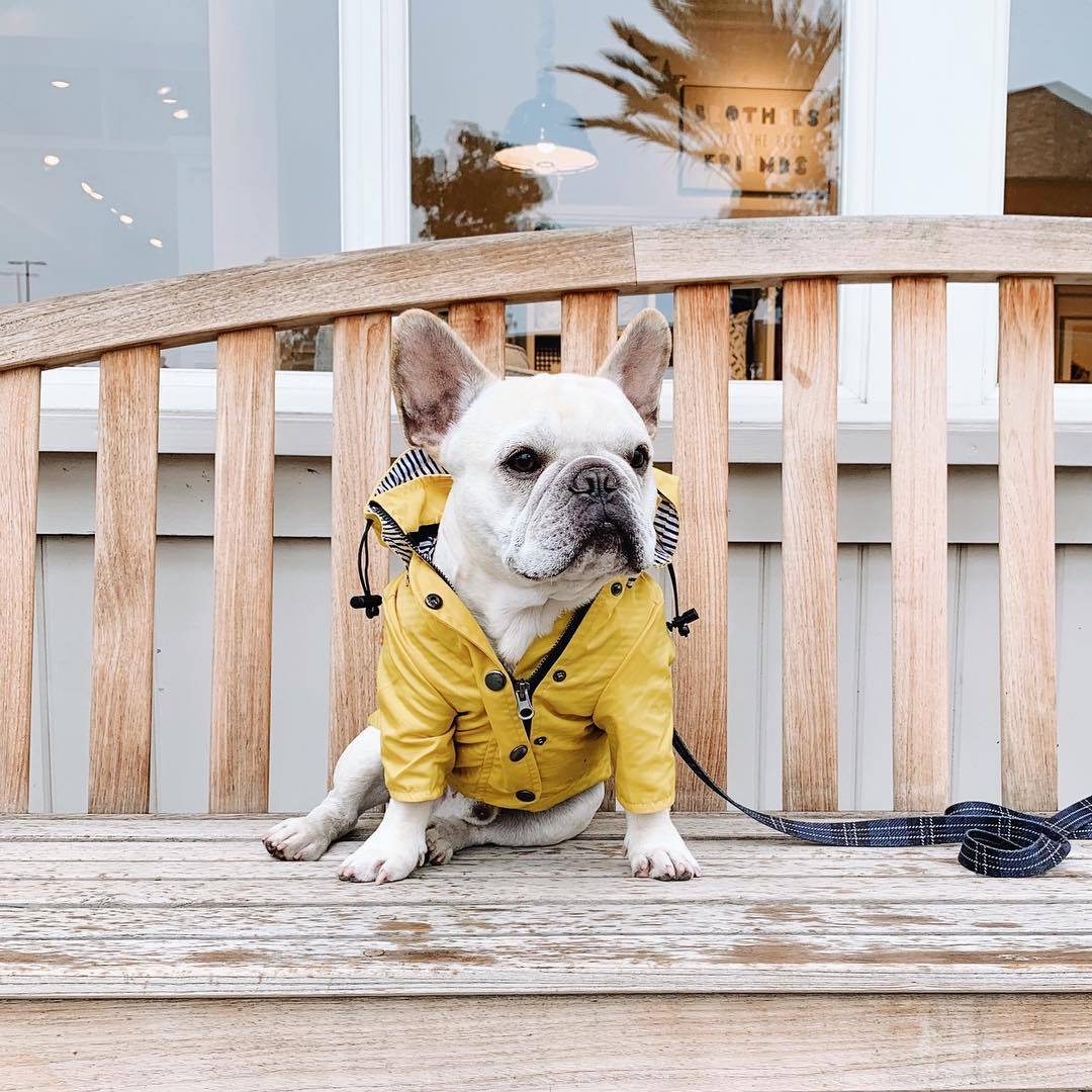 Dog Raincoat Pet Clothes Dog Clothes Rain Water - X2-Shopping