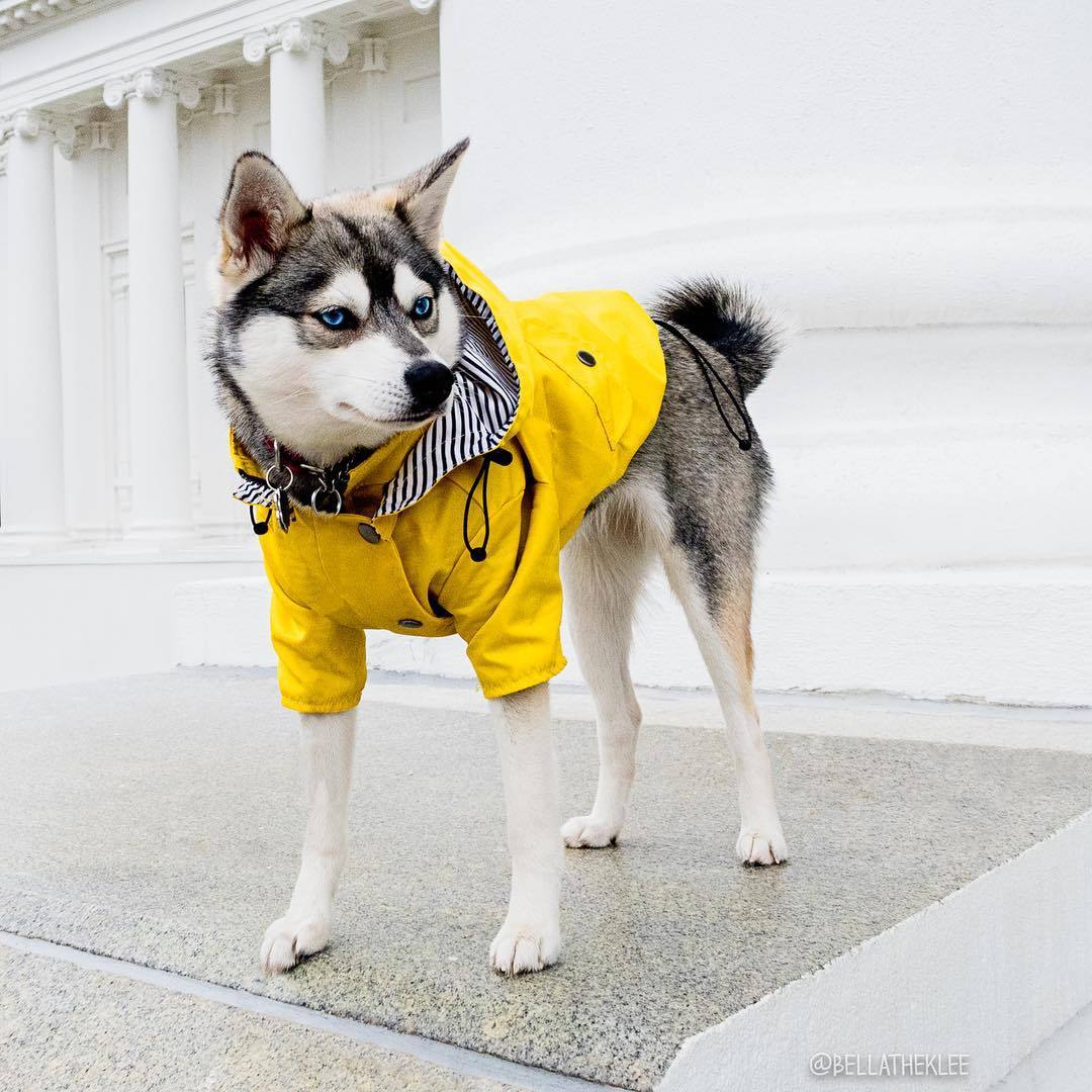 Dog Raincoat Pet Clothes Dog Clothes Rain Water - X2-Shopping